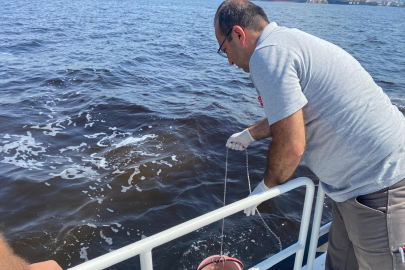 Çevre, Şehircilik ve İklim Değişikliği Bakanlığından İzmir Körfezi'ndeki balık ölümlerine ilişkin inceleme