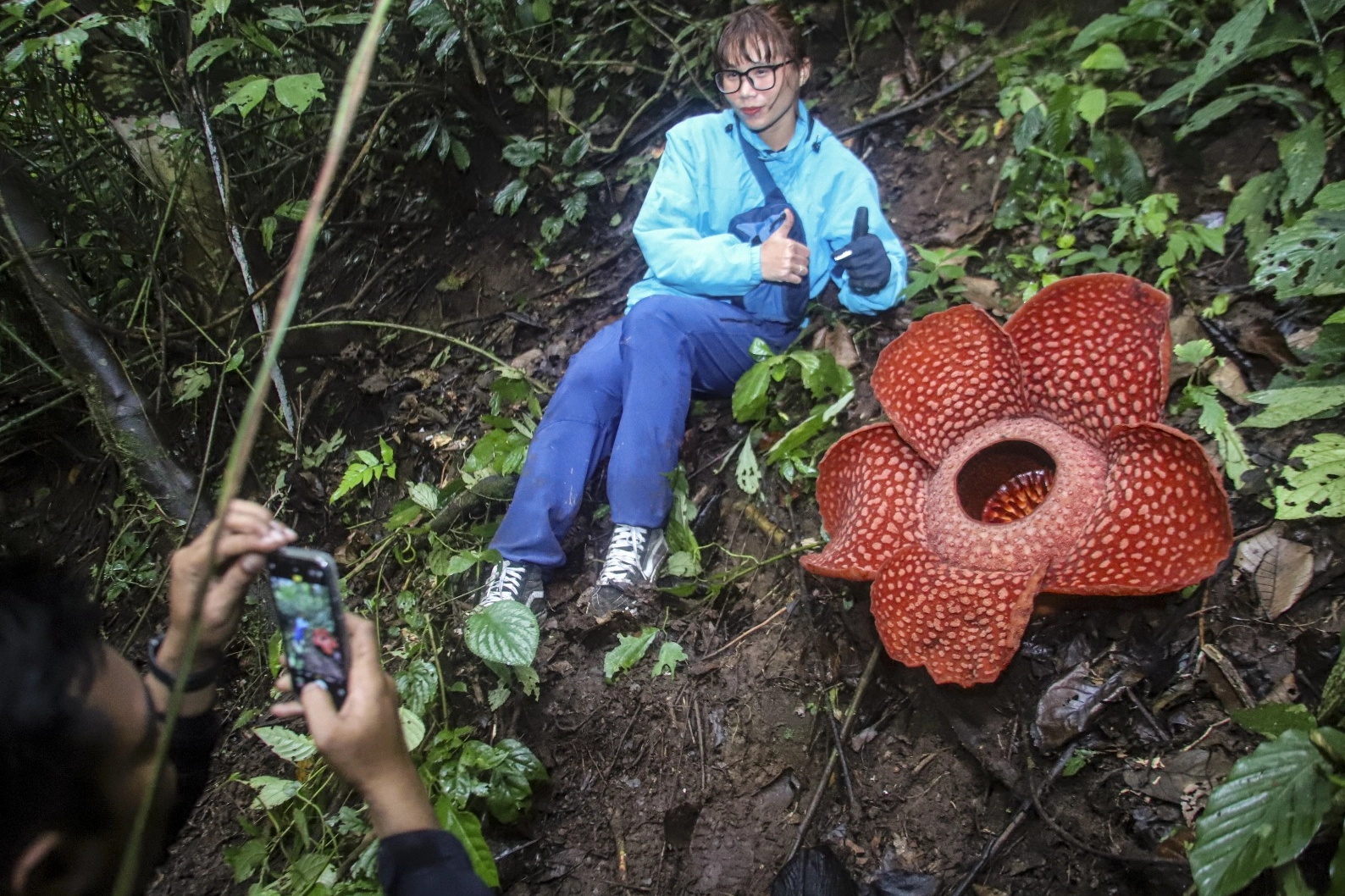 Batı Sumatra’daki nadir Rafflesia Arnoldii Çiçeği