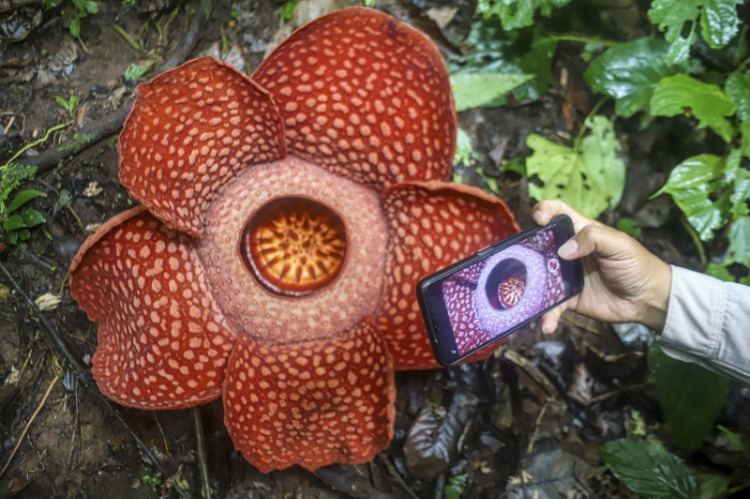 Rafflesia Arnoldii Çiçeği2