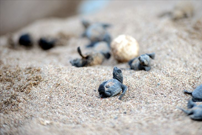 Antalya'da caretta caretta yavrularının yuvalarından çıkışı görüntülendi