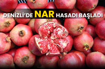 Denizli'de ihracatlık nar hasadı başladı