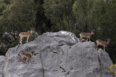 Koruma altında olan Yaban Keçileri Toros dağlarında