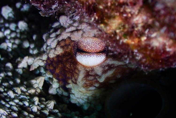 Karaburun kıyılarında su altı canlıları