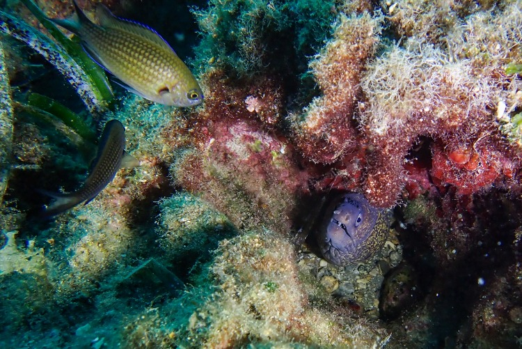 Karaburun kıyılarında su altı canlıları