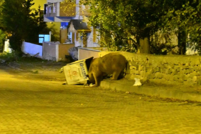 Sarıkamış ilçesine bozayılar indi