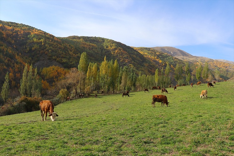 Kop Dağı Vadileri