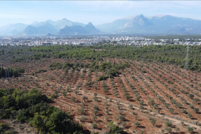 Antalya'da zeytin üretimi yüzde 45 arttı