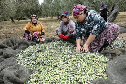 Zeytin üreticileri yağmur bekliyor