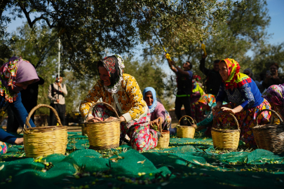 11 asırlık ağaçtan zeytin hasadı