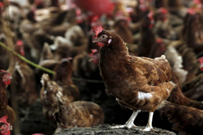 California'da Kuş Gribi Nedeniyle Acil Durum İlan Edildi