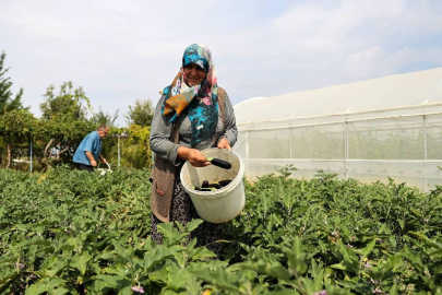 TARSİM'den çiftçilerin maliyetine destek