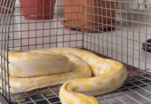 Denizli’de AVM’deki Gösteri Yılanına El Konuldu