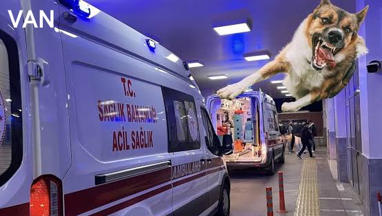 Van’da köpeklerin saldırdığı 5 yaşındaki çocuk hayatını kaybetti