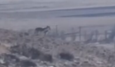 Özalp’te sürüye saldırmak için fırsat kollayan kurtlar görüntülendi