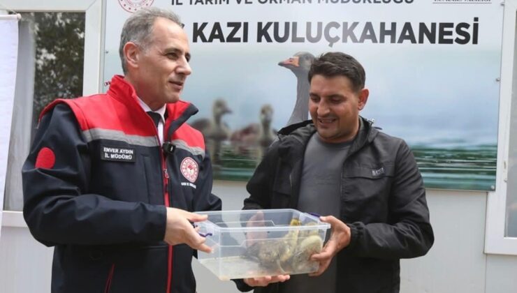 Kars’ta yerli üretim “Duman” ırkı kaz palazları kuluçkadan çıktı