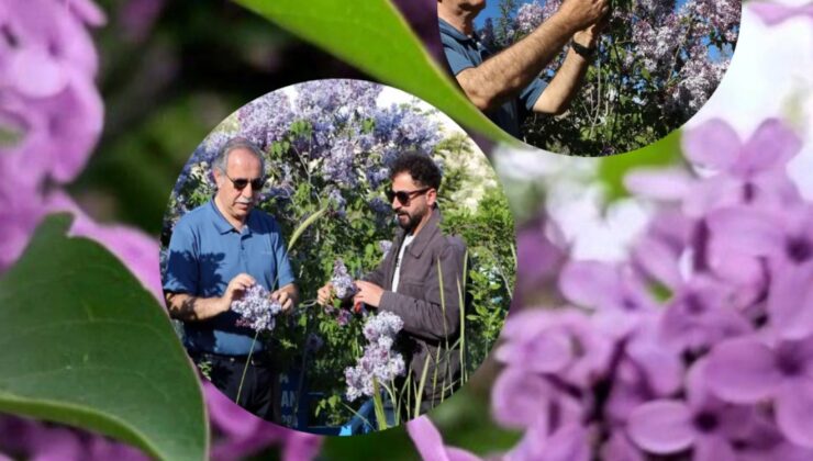 Van’ın leylakları kayıt altına alınıyor