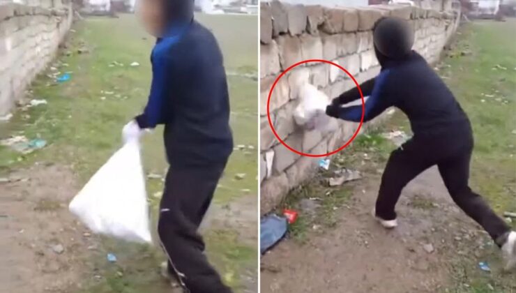 Van’da bir grup çocuk kediye böyle eziyet etti! Çuvala koyup duvara vurdular