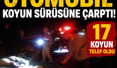 Van’da otomobil koyun sürüsüne çarptı: 17 koyun telef oldu