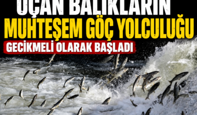 Uçan balıkların muhteşem göç yolculuğu gecikmeli olarak başladı