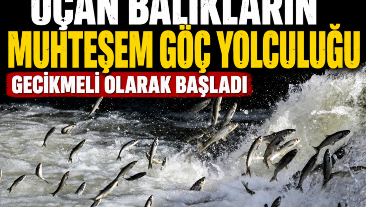 Uçan balıkların muhteşem göç yolculuğu gecikmeli olarak başladı