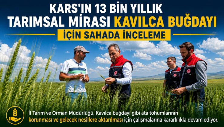 Kars’ın 13 Bin Yıllık Tarımsal Mirası Kavılca Buğdayı İçin Sahada İnceleme