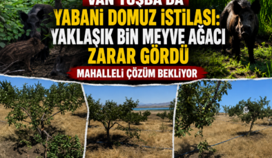 Van Tuşba’da Yabani Domuz İstilası: Yaklaşık Bin Meyve Ağacı Zarar Gördü, Mahalleli Çözüm Bekliyor