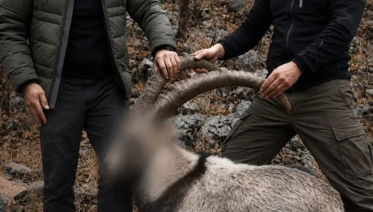 Siirt’te 5 Yaban Keçisini Yasa Dışı Avlayanlara Ceza Kesildi